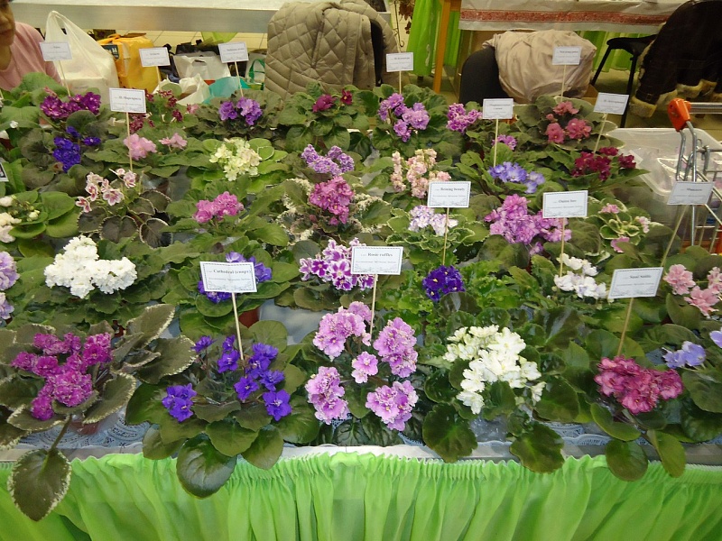 Где Купить Цветы В Острове Псковской Области
