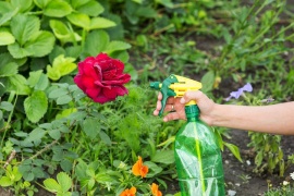 3 способа спасти розу от тли