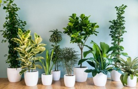 ТОП 10 комнатных растений