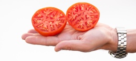 Ранний, вкусный, урожайный томат Монгол Карлик!