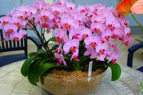 Орхидея: уход и пересадка
