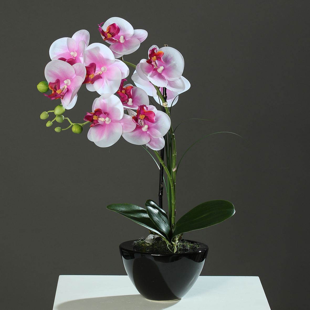 Болезни орхидеи фаленопсис и способы их лечения с фото