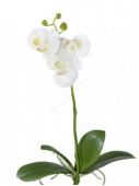 Орхидея Фаленопсис куст с корнями 57см