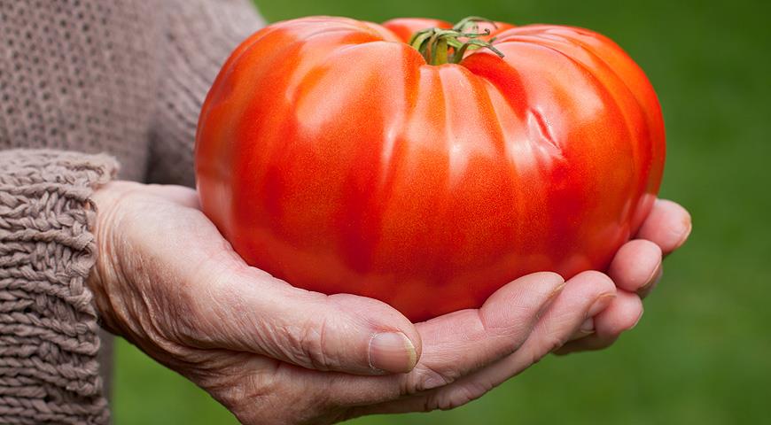 Лучшие сорта томатовЛучшие сорта томатов - Зеленый Остров, интернет-магазинтоваров для сада и дачи