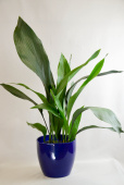 Аспидистра 40см