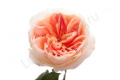 Роза  пионовидная 65см