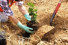 10 правил посадки плодовых деревьев