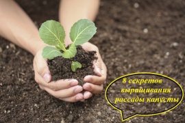8 секретов выращивания рассады капусты