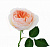 Роза Английская 66см