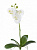 Орхидея Фаленопсис куст с корнями 57см