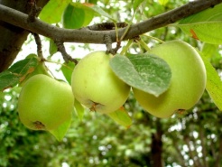 Карликовые яблони