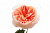 Роза  пионовидная 65см