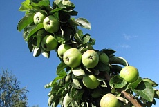 Карликовые яблони